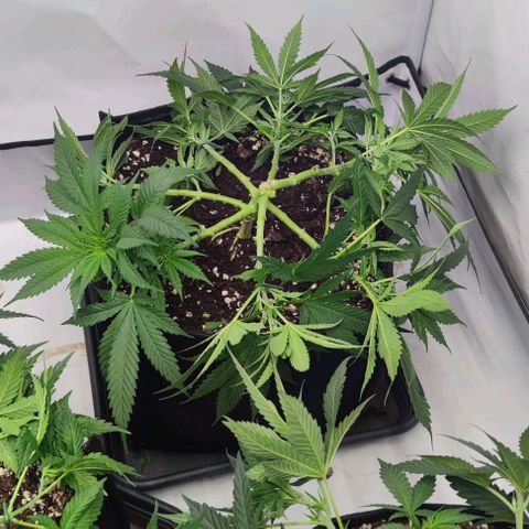 Candy Kush Express growlog timeline photo