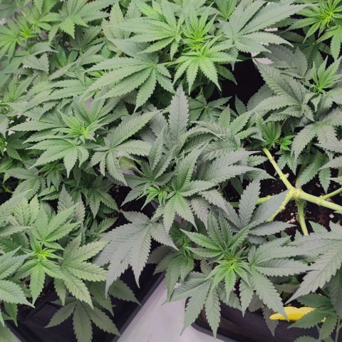 Candy Kush Express growlog timeline photo