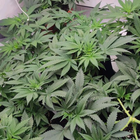 Candy Kush Express growlog timeline photo