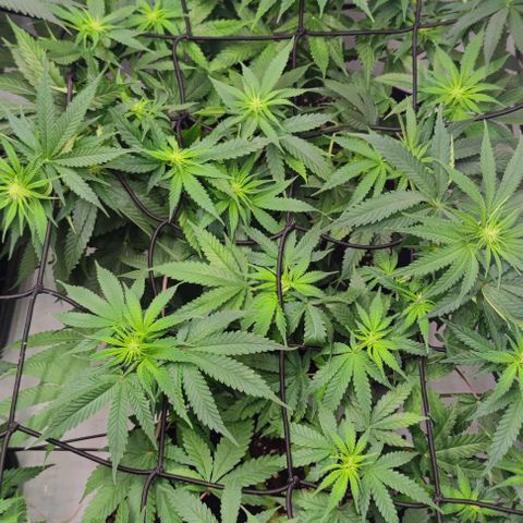 Candy Kush Express growlog timeline photo