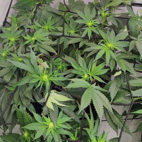 Candy Kush Express growlog timeline photo