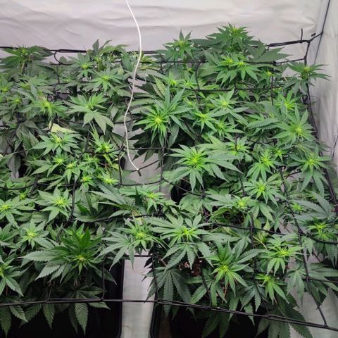 Candy Kush Express growlog timeline photo