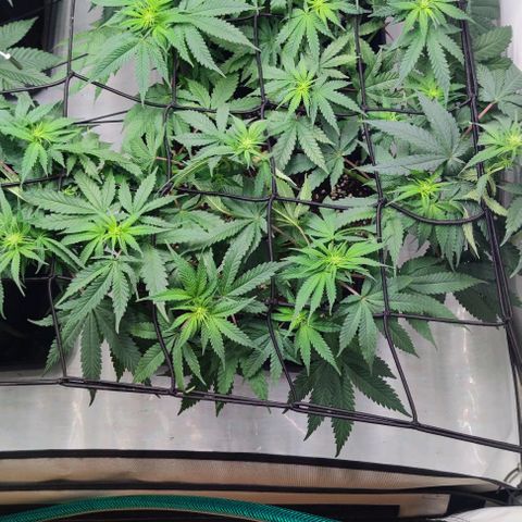Candy Kush Express growlog timeline photo