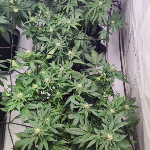 Candy Kush Express growlog timeline photo