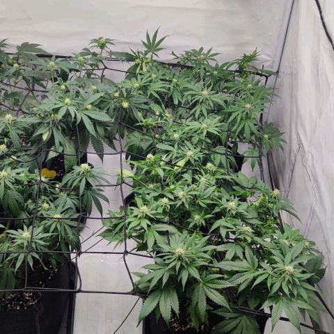 Candy Kush Express growlog timeline photo