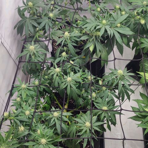 Candy Kush Express growlog timeline photo