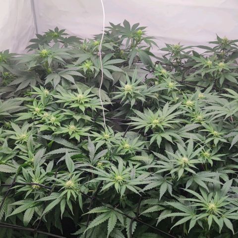 Candy Kush Express growlog timeline photo