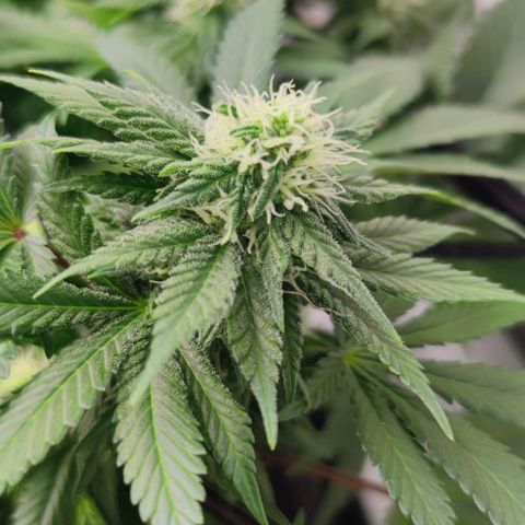 Candy Kush Express growlog timeline photo
