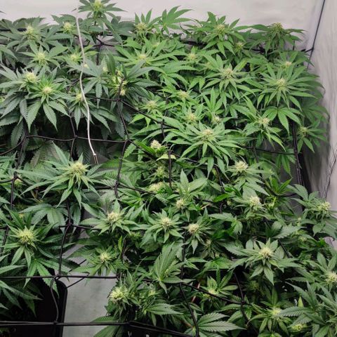 Candy Kush Express growlog timeline photo