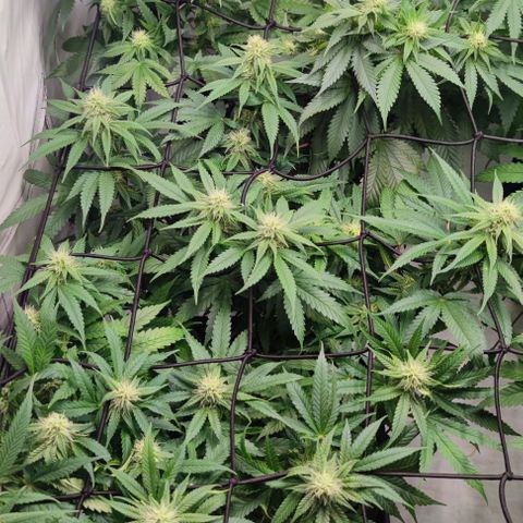 Candy Kush Express growlog timeline photo