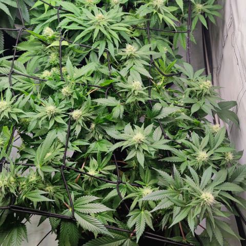 Candy Kush Express growlog timeline photo