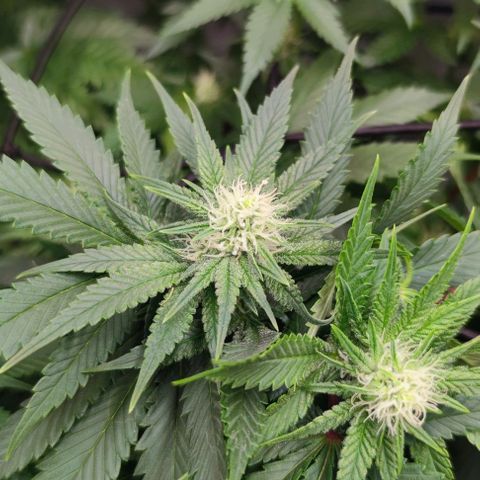 Candy Kush Express growlog timeline photo