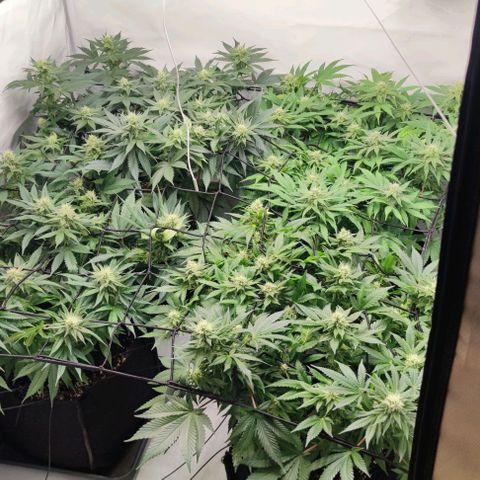 Candy Kush Express growlog timeline photo