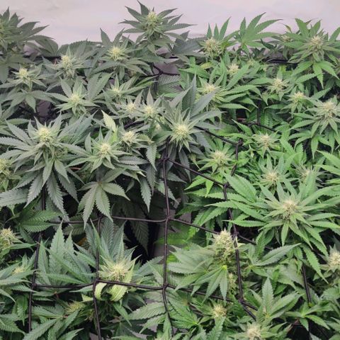Candy Kush Express growlog timeline photo