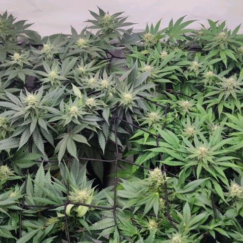 Candy Kush Express growlog timeline photo