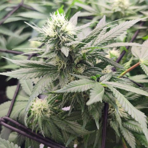 Candy Kush Express growlog timeline photo