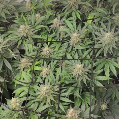Candy Kush Express growlog timeline photo