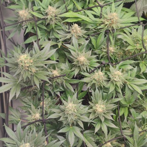 Candy Kush Express growlog timeline photo