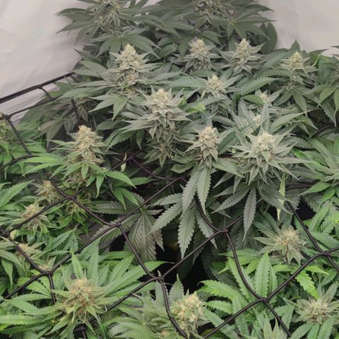 Candy Kush Express growlog timeline photo