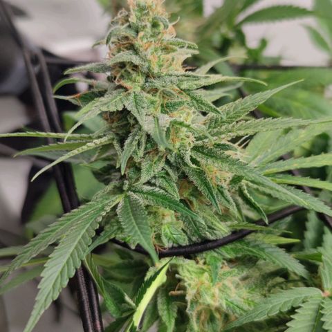 Honey Cream growlog timeline photo