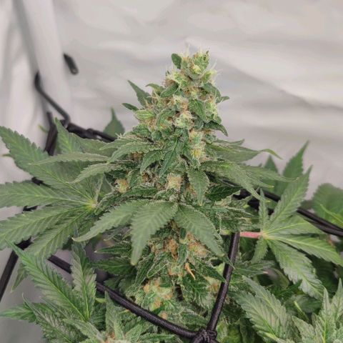 Honey Cream growlog timeline photo