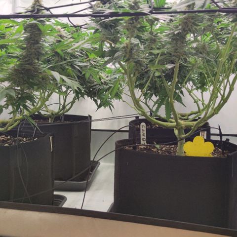 Honey Cream growlog timeline photo