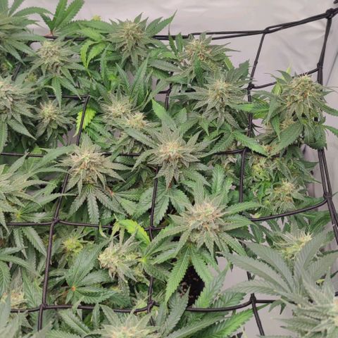 Honey Cream growlog timeline photo