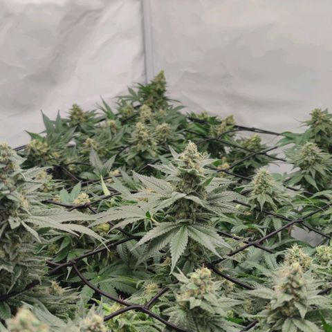 Candy Kush Express growlog timeline photo