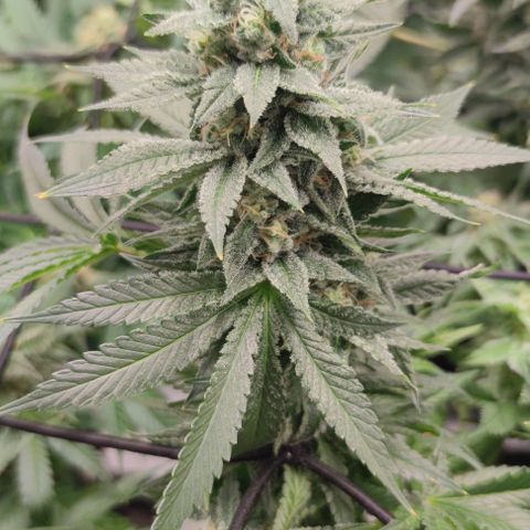 Candy Kush Express growlog timeline photo
