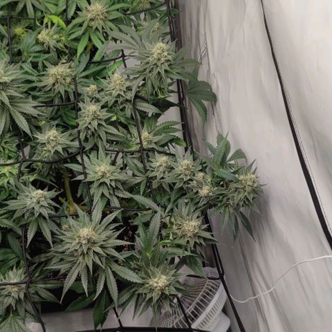 Candy Kush Express growlog timeline photo