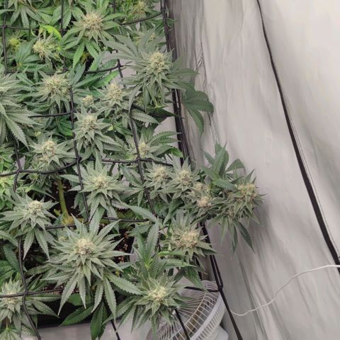 Candy Kush Express growlog timeline photo