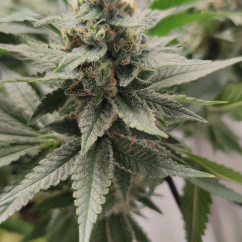 Candy Kush Express growlog timeline photo