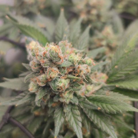 Honey Cream growlog photo: Leicher Düngebrand, ab jetzt gieße ich auch nur noch mit Wasser bis zur Ernte