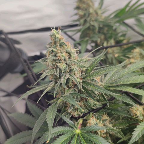 Honey Cream growlog photo: Leicher Düngebrand, ab jetzt gieße ich auch nur noch mit Wasser bis zur Ernte