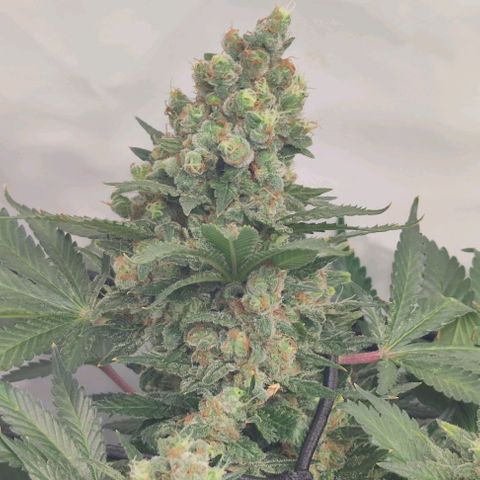 Honey Cream growlog photo: Leicher Düngebrand, ab jetzt gieße ich auch nur noch mit Wasser bis zur Ernte