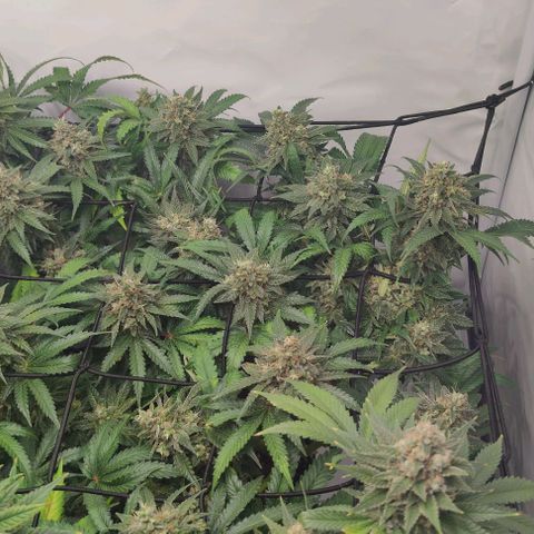 Honey Cream growlog photo: Leicher Düngebrand, ab jetzt gieße ich auch nur noch mit Wasser bis zur Ernte