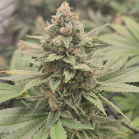 Honey Cream growlog photo: Leicher Düngebrand, ab jetzt gieße ich auch nur noch mit Wasser bis zur Ernte
