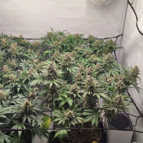 Candy Kush Express growlog photo: Leicher Düngebrand, ab jetzt gieße ich auch nur noch mit Wasser bis zur Ernte