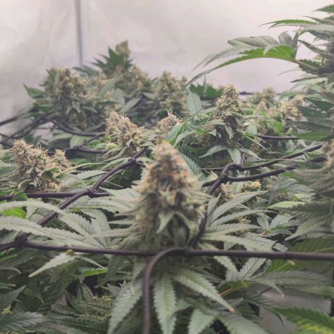 Candy Kush Express growlog photo: Leicher Düngebrand, ab jetzt gieße ich auch nur noch mit Wasser bis zur Ernte