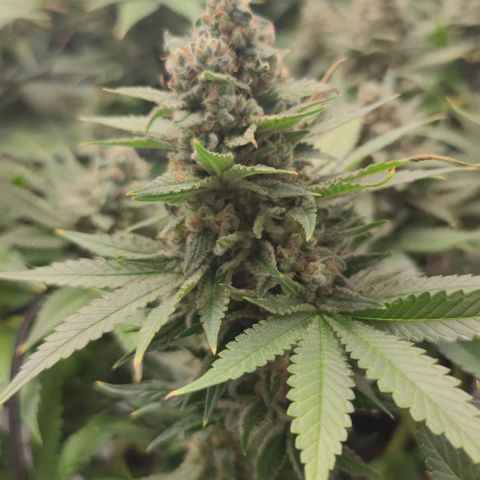 Candy Kush Express growlog photo: Leicher Düngebrand, ab jetzt gieße ich auch nur noch mit Wasser bis zur Ernte