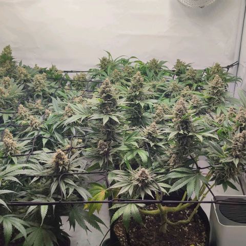 Candy Kush Express growlog photo: Leicher Düngebrand, ab jetzt gieße ich auch nur noch mit Wasser bis zur Ernte