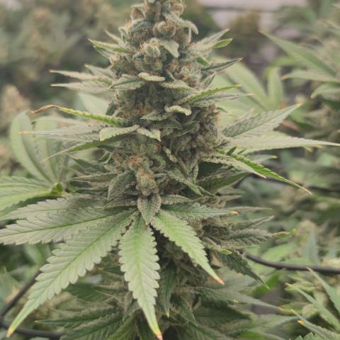Candy Kush Express growlog photo: Leicher Düngebrand, ab jetzt gieße ich auch nur noch mit Wasser bis zur Ernte