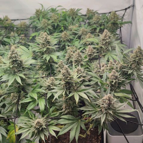 Candy Kush Express growlog photo: Leicher Düngebrand, ab jetzt gieße ich auch nur noch mit Wasser bis zur Ernte