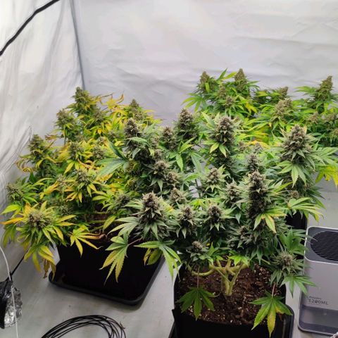 Candy Kush Express growlog timeline photo