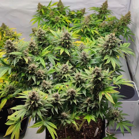 Candy Kush Express growlog timeline photo
