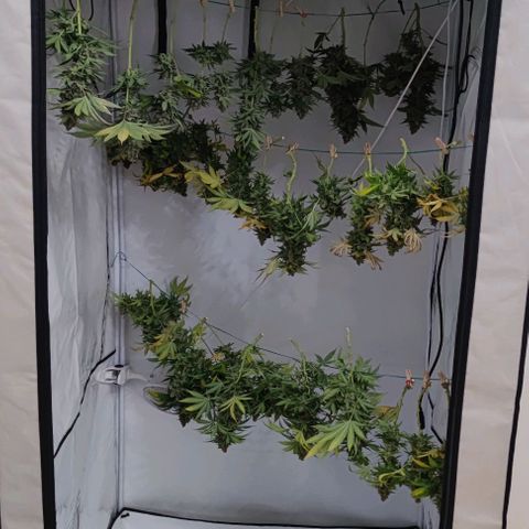 Candy Kush Express growlog timeline photo