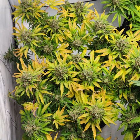 Honey Cream growlog timeline photo