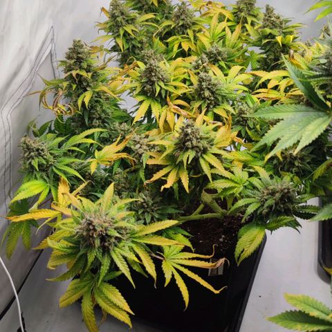 Honey Cream growlog timeline photo