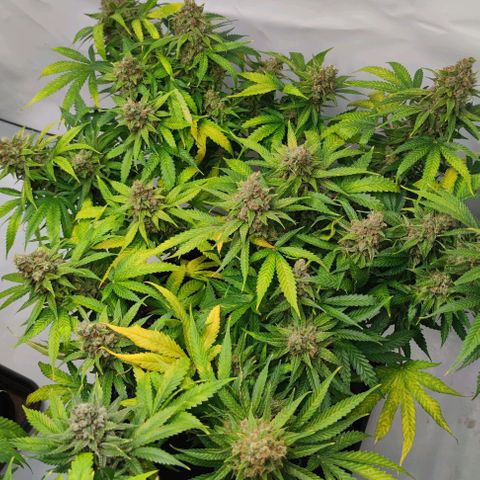 Honey Cream growlog timeline photo