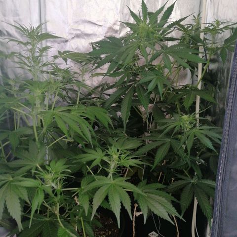 Amnesia auto XXL  growlog timeline photo